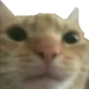 Emoji eranecat2