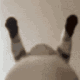Emoji erancecat4