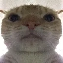Emoji swagcat