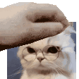 Emoji cat_pat