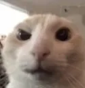Emoji SC_91memecat