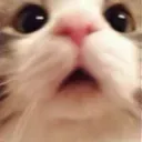 Emoji valahola_kitty