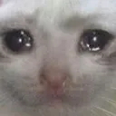 Emoji valahola_catcry