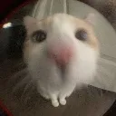 Emoji valahola_kitty05