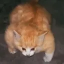 Emoji valahola_kittychad