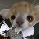 Emoji valahola_koala