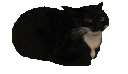 Emoji 5_spinningcat