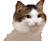 Emoji Chat_Danse_LS