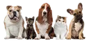 Emoji nintendogs