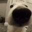 Emoji chien