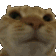 Emoji chatquiditnon