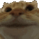 Emoji chatquiditoui