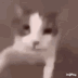 Emoji cat_kiss