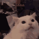 Emoji Cat