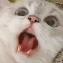 Emoji cataaaa73