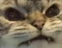 Emoji catgrrr