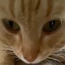 Emoji valahola_catgon