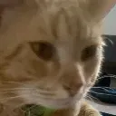 Emoji valahola_catsideeye