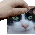 Emoji pet