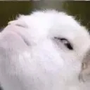 Emoji mouais