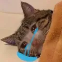 Emoji catcrying