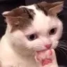 Emoji 5710catthink