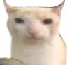 Emoji 4002cat