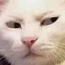 Emoji cat_mmh_Ivya