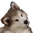 Emoji confused_dog1