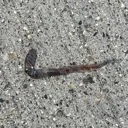 Emoji justdoitWorm
