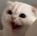 Emoji cat_angry