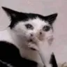 Emoji Catomg_LS