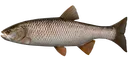 Emoji Chub