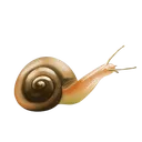 Emoji Mollusk