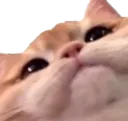 Emoji chatchoque_luxyfr