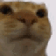 Emoji CatStare_luxyfr