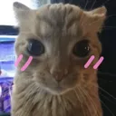 Emoji catblush_luxyfr