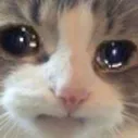 Emoji CatSadTearCry