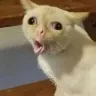 Emoji bummedcat_LS