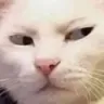 Emoji Catmmh_LS
