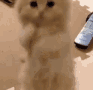 Emoji cat_beg
