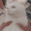 Emoji crazycat