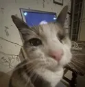 Emoji catjade_luxyfr