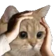 Emoji sweatcat