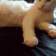Emoji aSCcatSHAKE