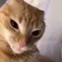 Emoji Gato_ceja_edited
