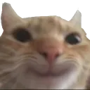 Emoji cat