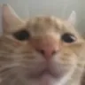 Emoji SadCat