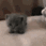 Emoji catsmol