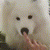 Emoji longdoggoboop